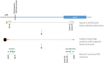 Frontiers | A Novel Assay For Detection Of Methicillin-Resistant ...